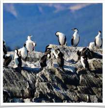 Guanay Cormorant - Colony Guanay Cormorant - Colony